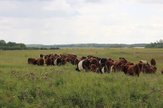 luna field cows