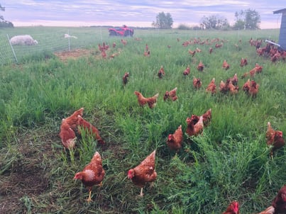luna field hens