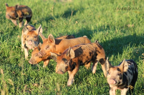 luna field piglets